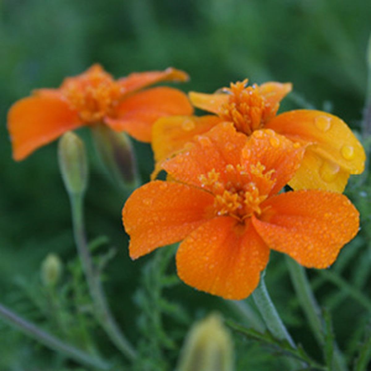tangerine gem marigold seeds Marigold 'Tangerine Gem'