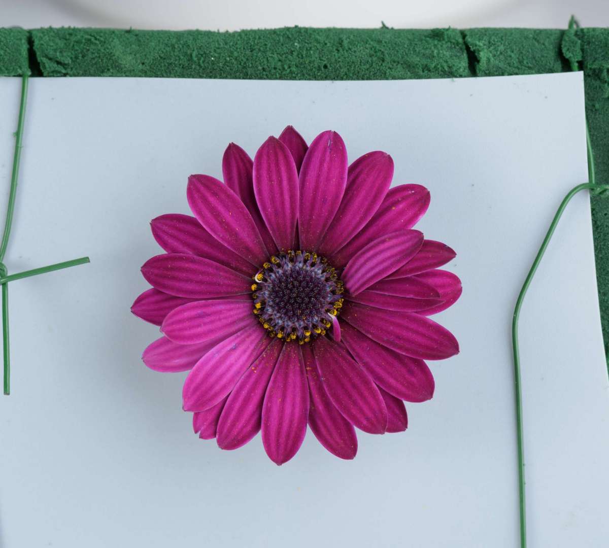 Osteospermum (African Daisy) - 'Ostica Midnight' – Rainbow Harvest
