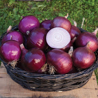 Onion, Red 'Cabernet'