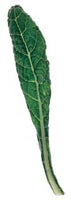 Kale - Lacinato or Dino