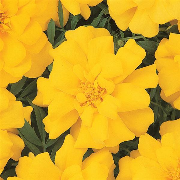 Marigold 'Durango Yellow'