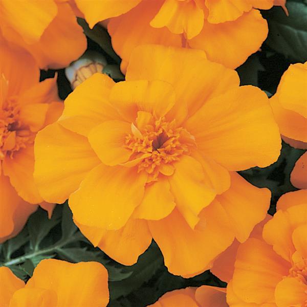 Marigold 'Durango Tangerine'