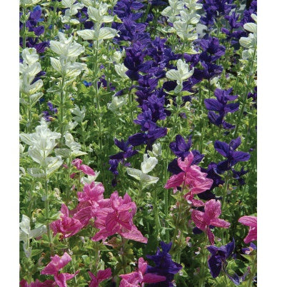 Marble Arch Mix Salvia