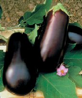 Nadia Italian Eggplant