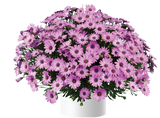 Osteospermum (African Daisy) - 'Osticade Pink'