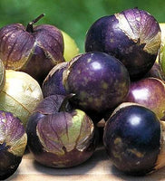 Tomatillo Purple