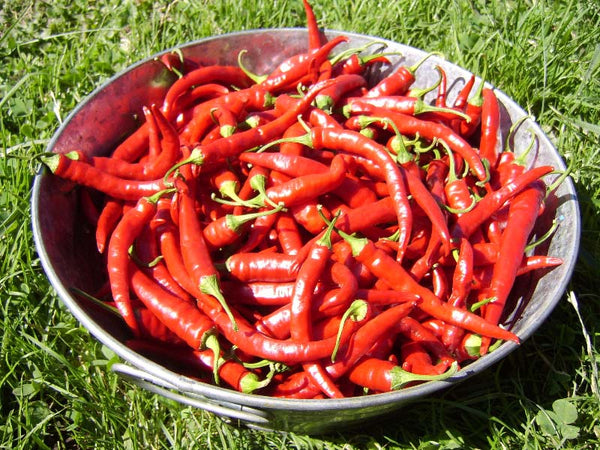 Cayenne 'Ring of Fire'