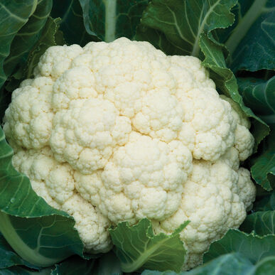 Cauliflower 'Amazing'