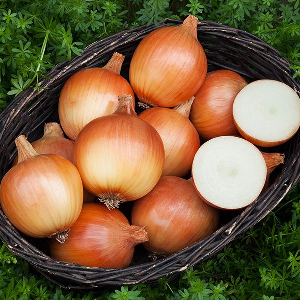 Onion, Yellow 'Cortland'