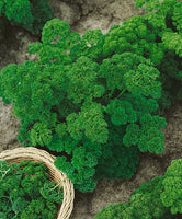 Parsley 'Curly'