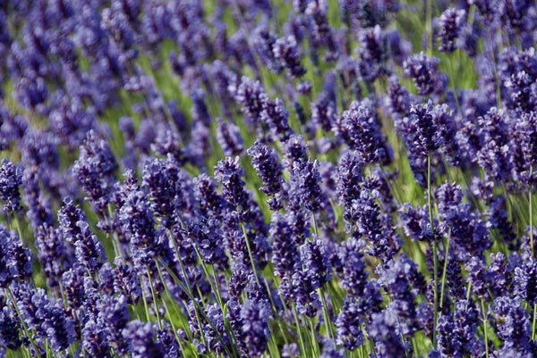 ellagance lavender plant Lavender 'Ellagance' – Rainbow Harvest Farm