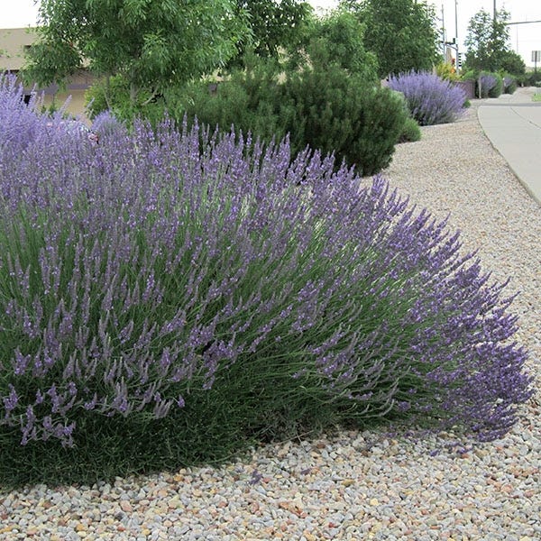 Lavender 'Grosso'