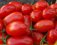 Honey Bunch Grape Tomato