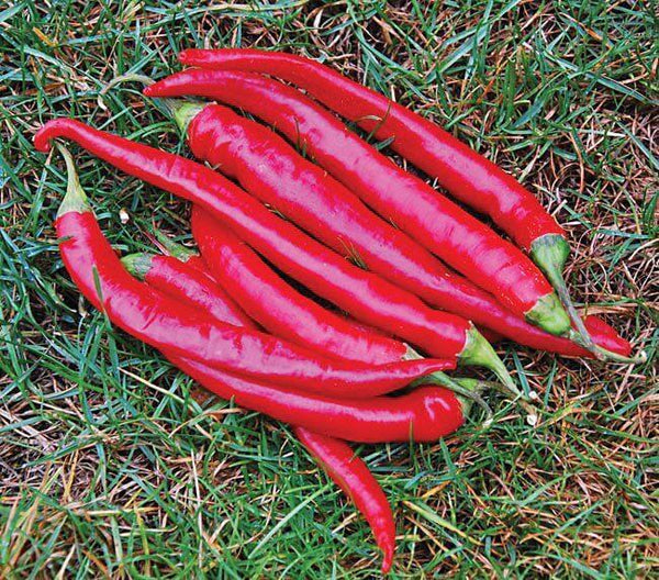 Cayenne - 'Large Red Thick'