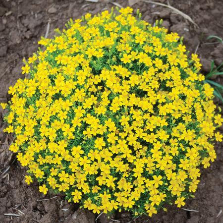 lemon marigold seeds Marigold 'Lemon Gem'