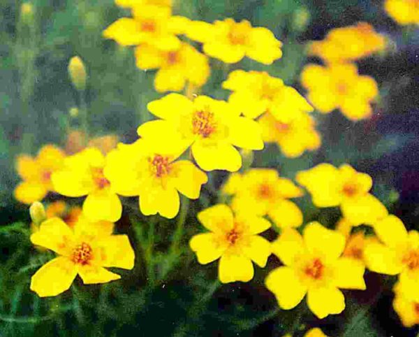 lemon marigold seeds Marigold 'Lemon Gem'