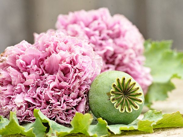 pom pom flower seeds Poppy 'Lilac Pom Pom' – Rainbow Harvest Farm