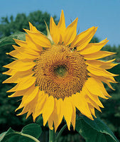 Sunflower 'Mammoth'