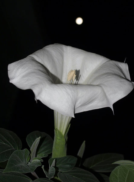 Moonflower - Giant White - Ipomoea