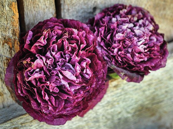 Poppy 'Purple Peony' – Rainbow Harvest Farm