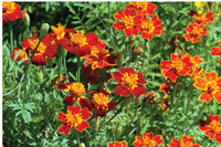 Marigold 'Red Gem'