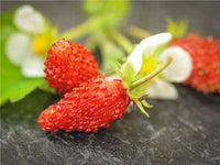 regina strawberry seeds Strawberry, Alpine 'Regina' – Rainbow Harvest Farm