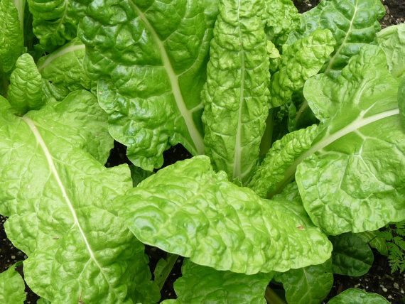 Swiss Chard 'Seafoam' – Rainbow Harvest Farm