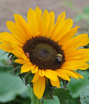 Sunflower 'Soraya'