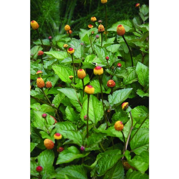 Spilanthes - Toothache Plant