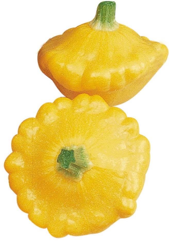 Squash 'Sunburst' (Patty Pan)
