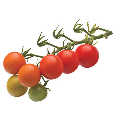 sweet 100 tomato