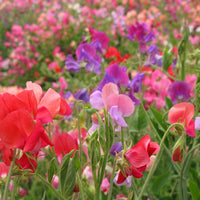 Sweet Pea 'Old Spice Mix'