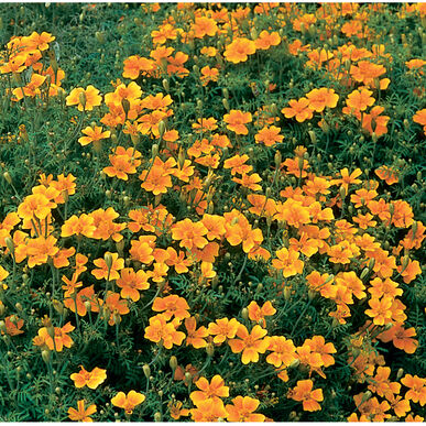 purple marigold seeds Marigold 'Tangerine Gem' – Rainbow Harvest Farm