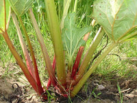 Rhubarb 'Victoria'
