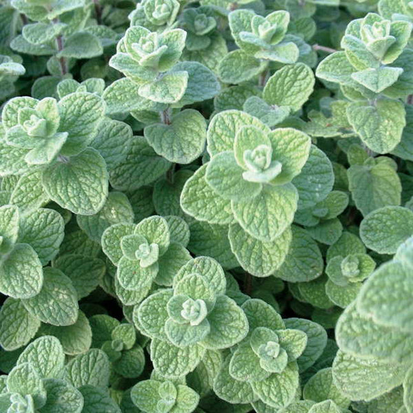 zaatar plant seeds Zaatar – Rainbow Harvest Farm
